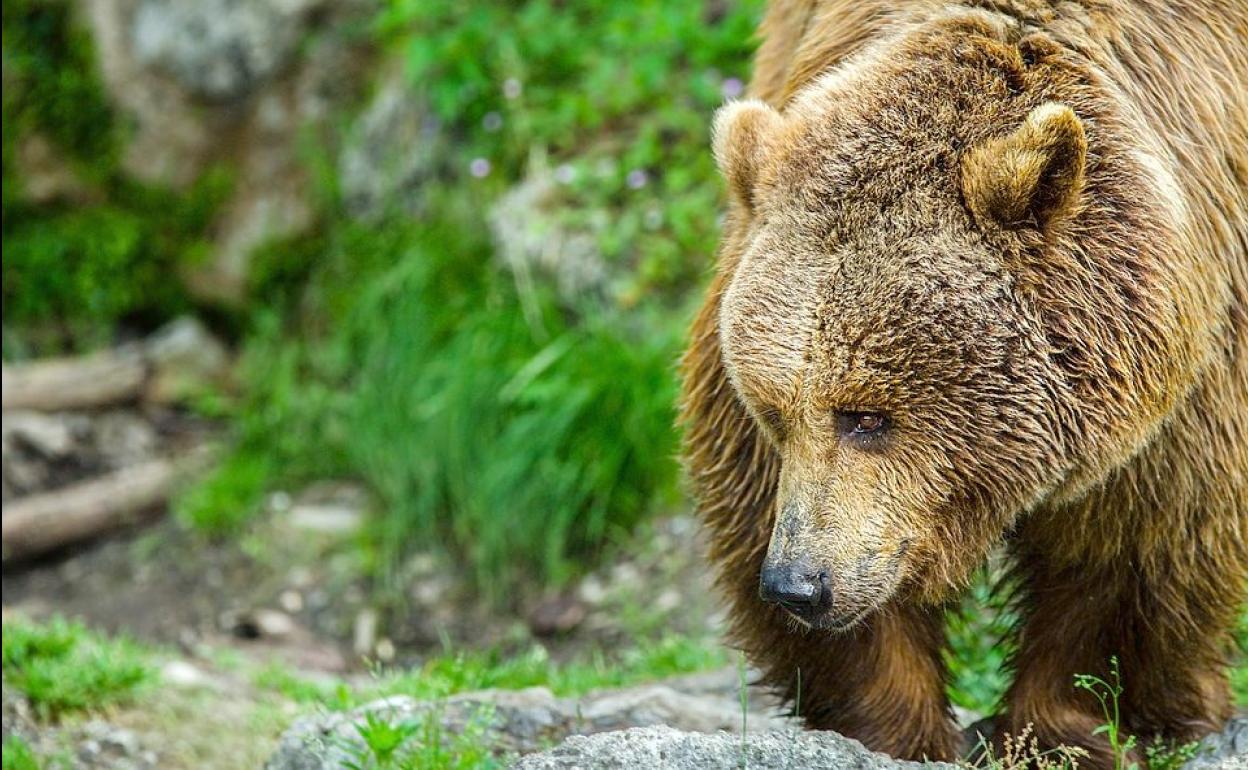 Un oso pardo camina por una zona protegida.