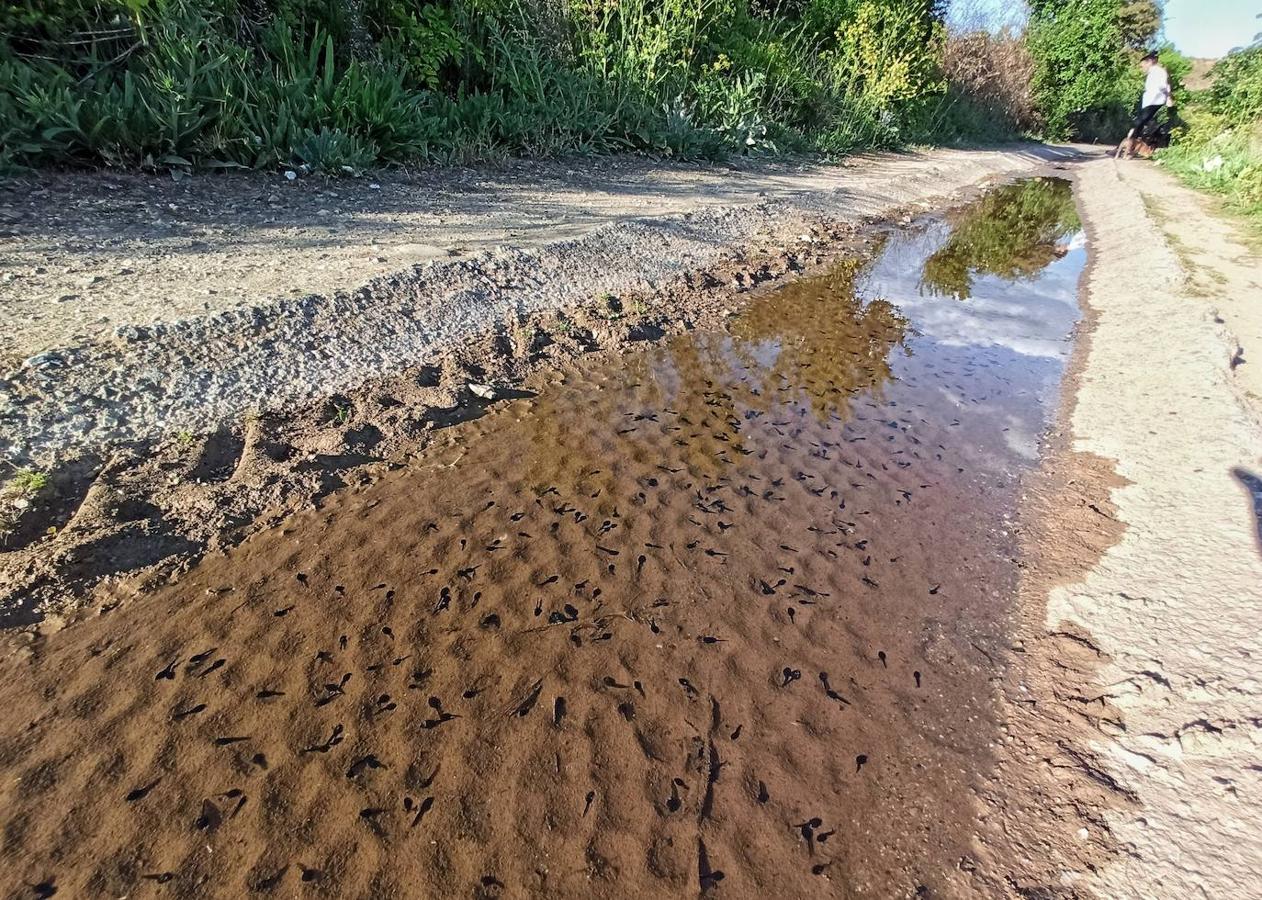 Los pequeños anifibios han dejado imágenes curiosas a su paso por una acequia del municipio