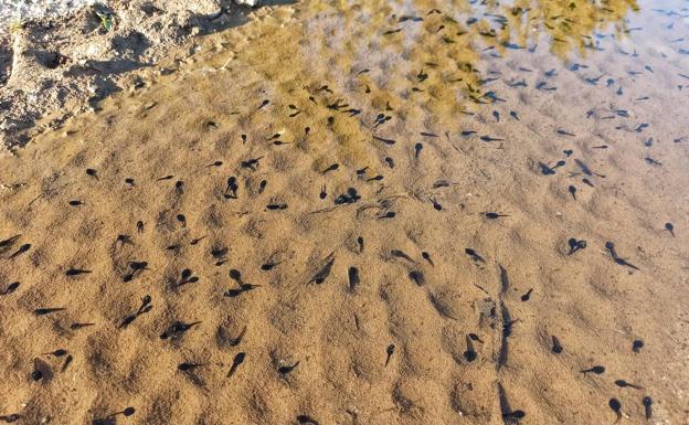 Galería. Cientos de renacuajos en una acequia de Villafranca del Bierzo.