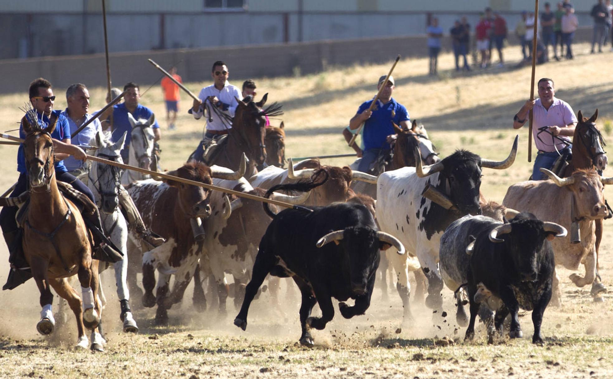 Tradicionales espantes de Fuentesaúco.