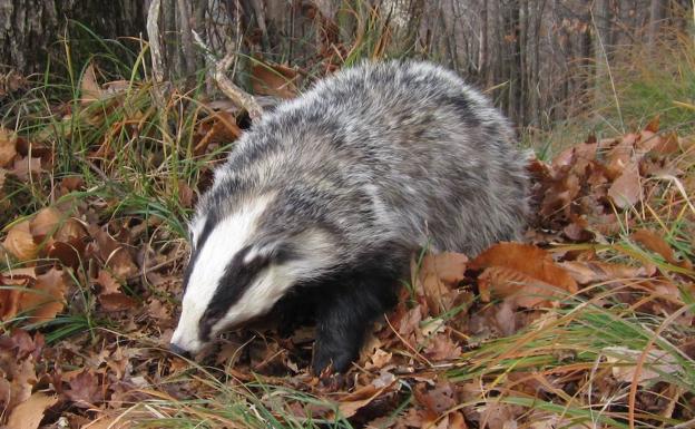 Un grupo de la ULE Investiga el papel del tejón como reservorio de la tuberculosis bovina