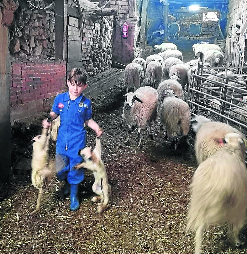 Daniel, a sus 8 años, se mueve feliz entre ovejas y lechazos. 