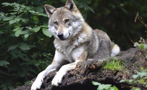 El Ministerio paraliza temporalmente la orden que declarará al lobo como especie protegida, según Coag