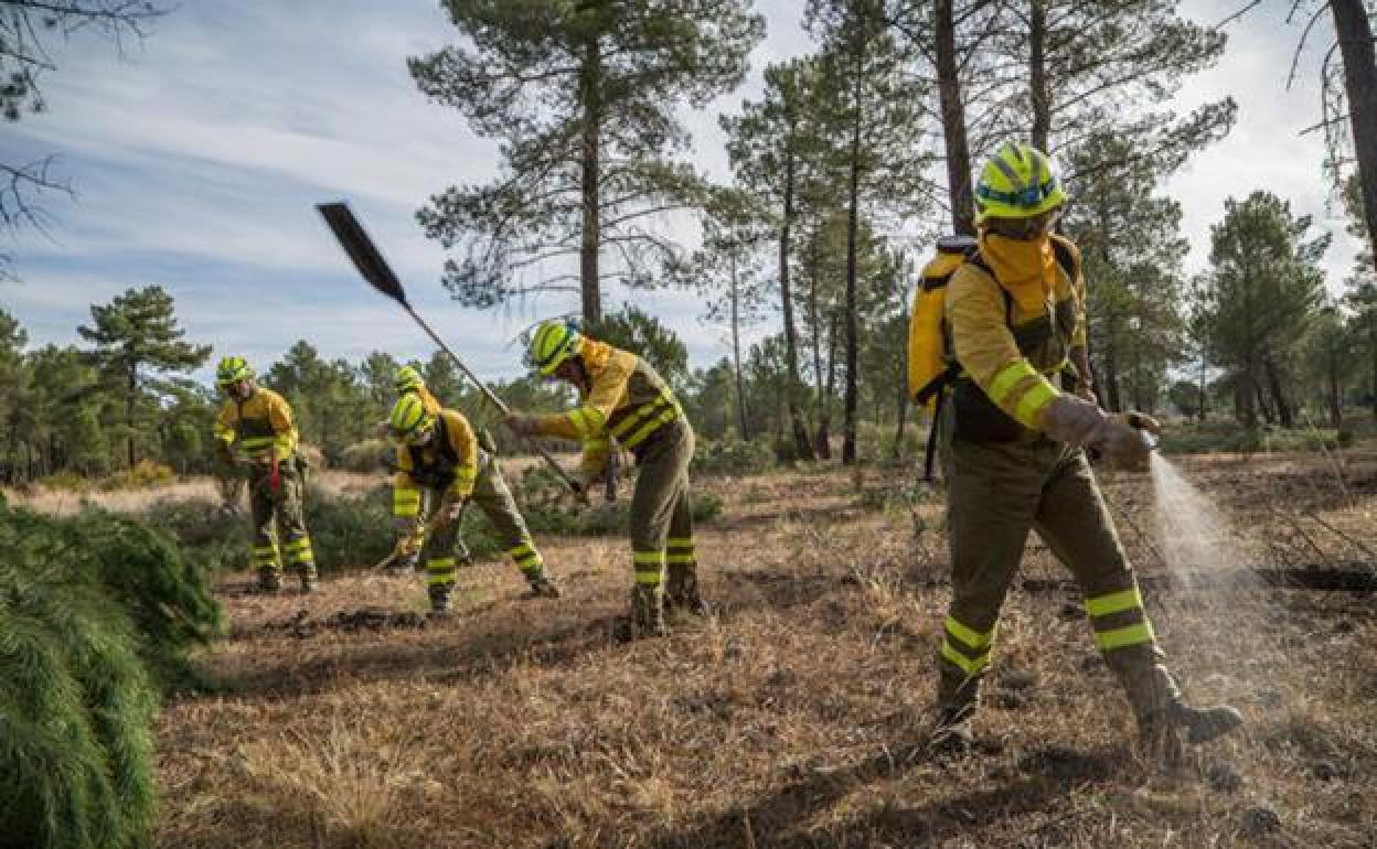 La Junta aprueba casi 2,5 millones de euros para tratamientos silvícolas en la provincia de León