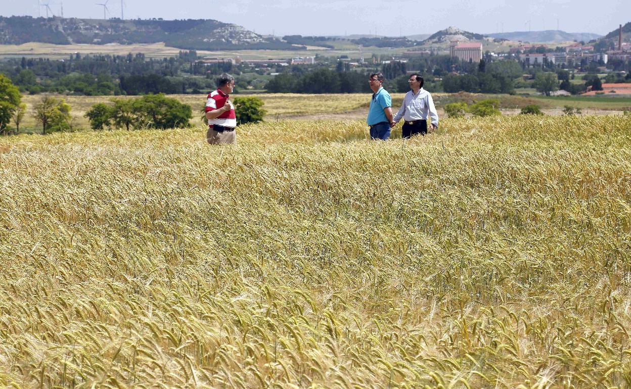 Agricultores y técnicos observan los resultados de unos campos de ensayo en la provincia de Palencia. 