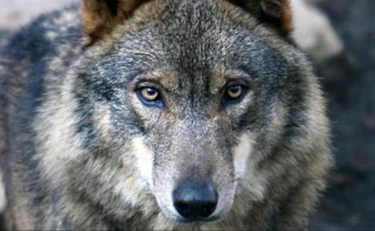La Junta responde a WWF que la subasta de lobos se enmarca en la normativa  actual 