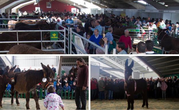 Arriba, público asistente a la famosa exposición monográfica de la raza zamorano-leonesa. debajo, un niño observa los asnos en el recinto ferial de San Vitero y multitudinaria subasta de burros durante el certamen.