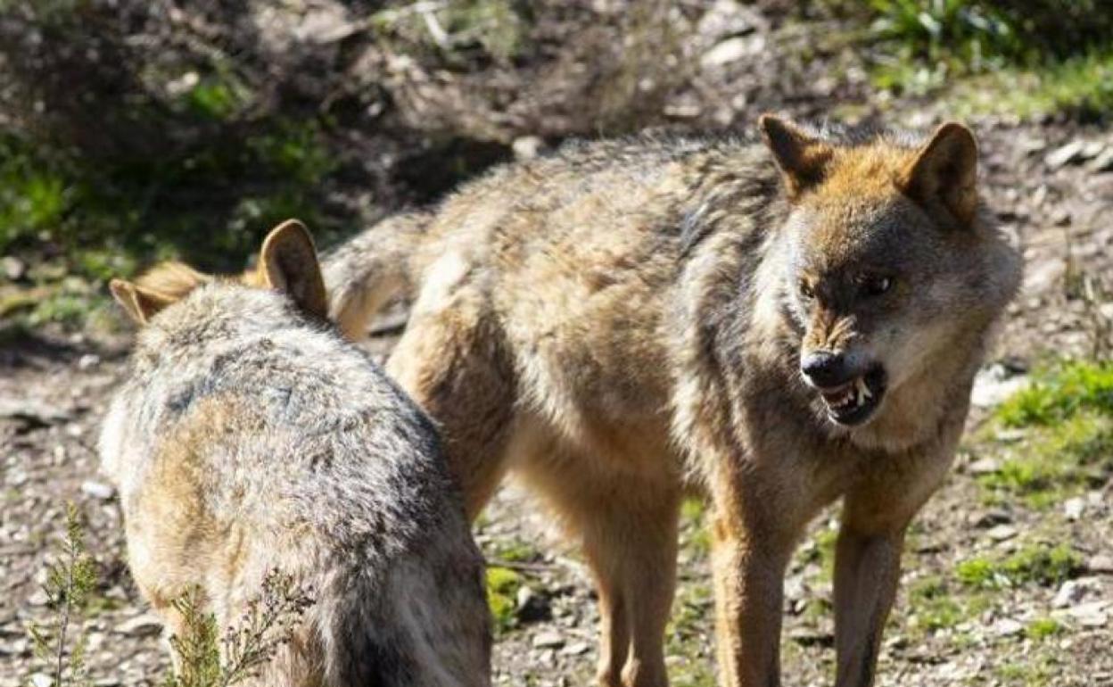 Una pareja de lobos. 