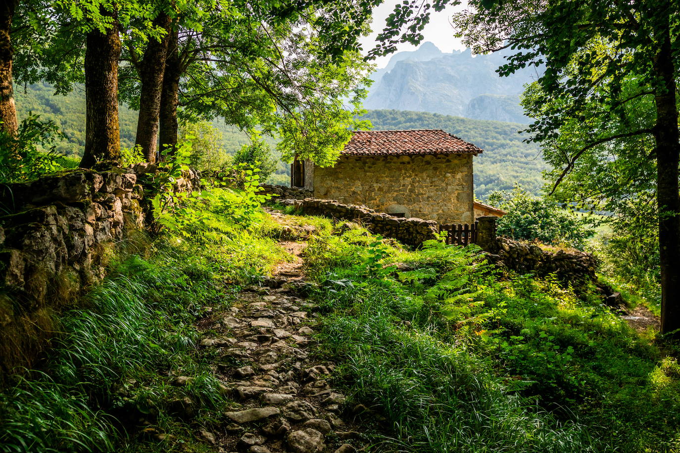 NARANJO DE BULNES (ASTURIAS) | El Naranjo de Bulnes, conocido en asturiano como Picu Urriellu, es una de las cimas más fotogénicas de los Picos de Europa. Tiene una altitud de 2.519 metros y es una de las cimas emblemáticas del alpinismo español, especialmente por los 550 metros de pared vertical de su cara oeste. La ruta completa tiene una duración de seis horas y a través de ella se transitará por aldeas de montaña y caminos zigzagueantes. 