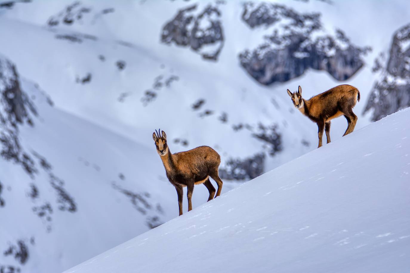 Fotos: El monumental espectáculo de la naturaleza en los Picos de Europa