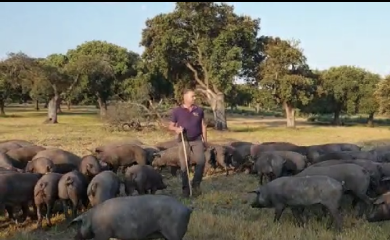 Los animales que cría Nicolás Galán en Ituero de Azaba, Salamanca. 