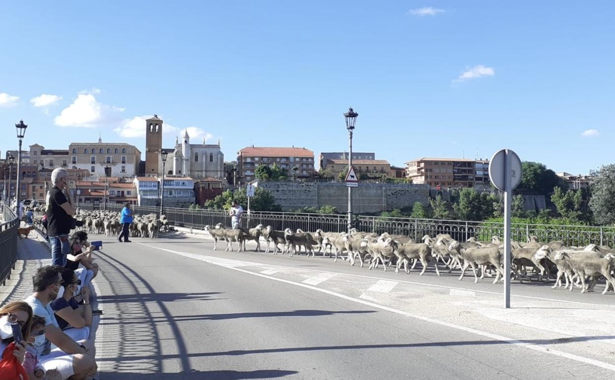 Las ovejas acceden a Tordesillas a través del puente. 