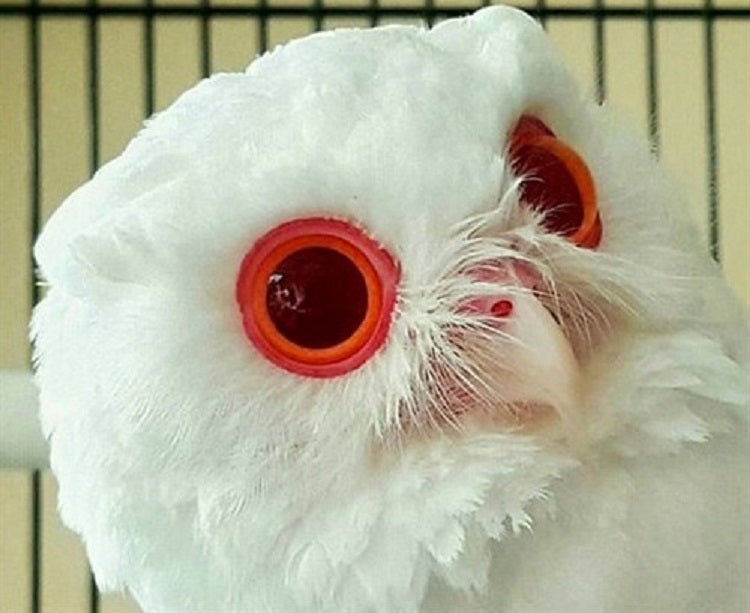 Aunque se dudó sobre le autenticidad de la imagen, finalmente se confirmó que este pequeño búho albino con unos fantásticos ojos rojos es real.