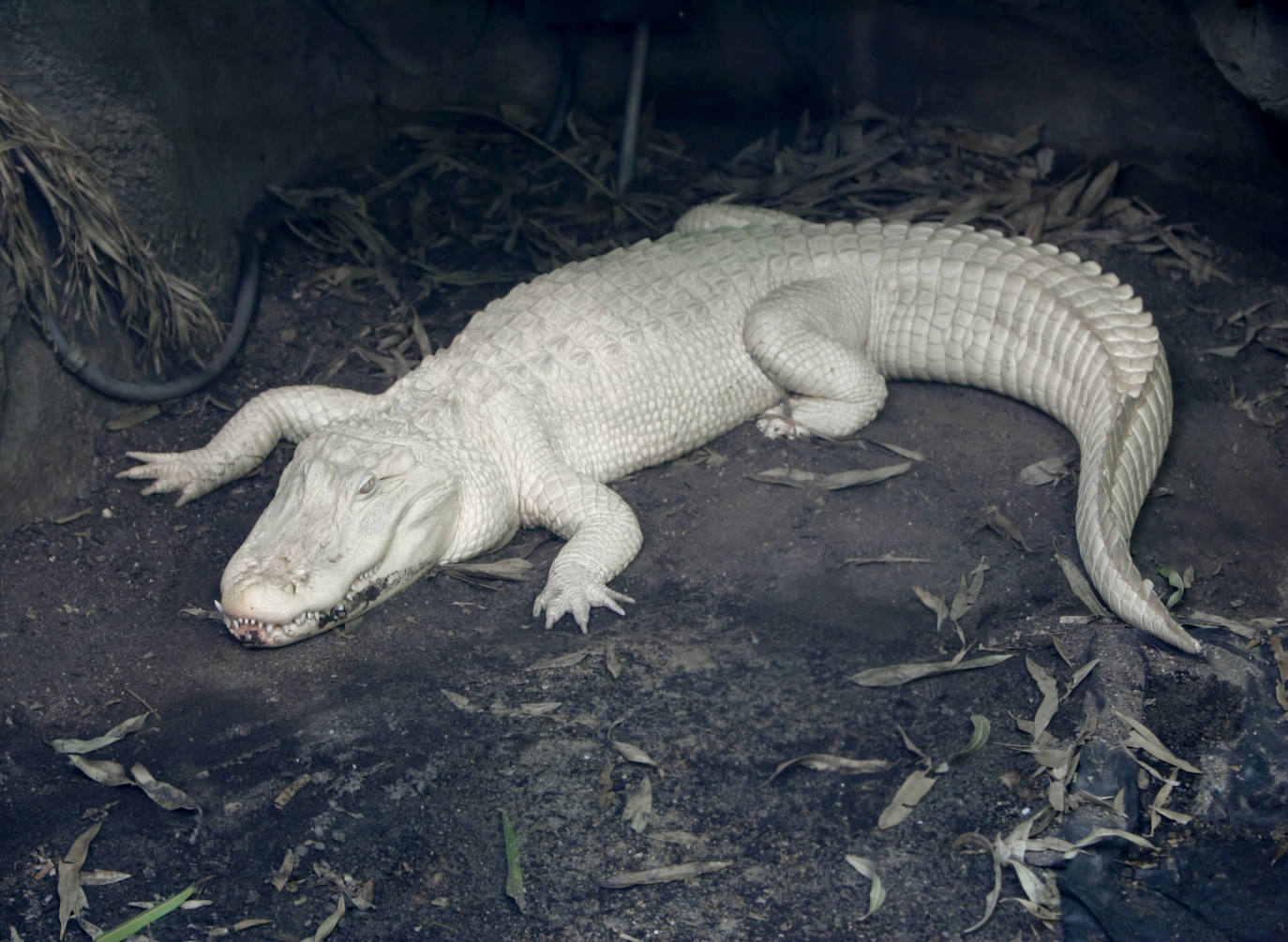 Caiman (aligator) albino. Muy poco habituales, no sobreviven en la naturaleza muchos años ya su tono los hace presas fáciles. También se da entre los cocodrilos. En 2014 uno con esta mutación devoró a un hombre que estaba pescaco en un río en el norte de Australia.