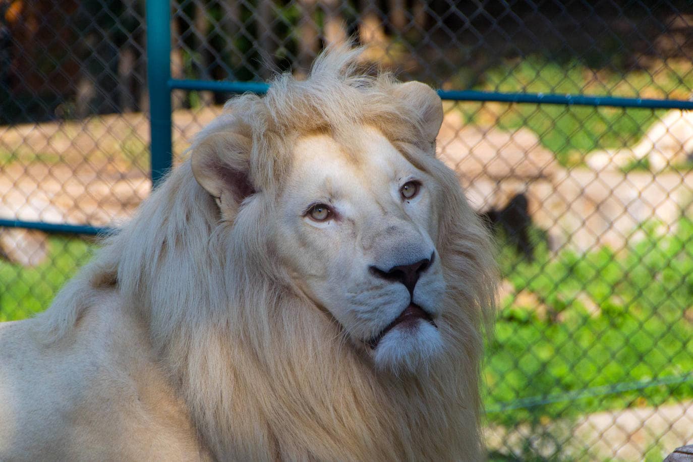 Fotos: Los animales albinos más espectaculares 