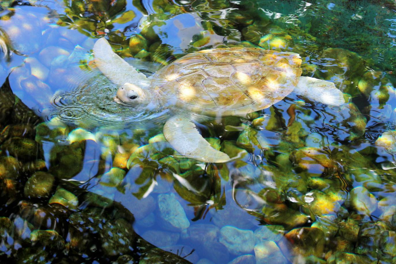 Un raro ejemplar de tortuga albina nada tranquilamente en un estanque.