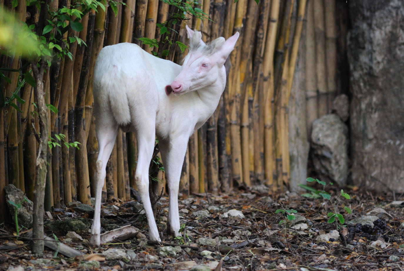 Ciervo de cola blanca albino en plena naturaleza.