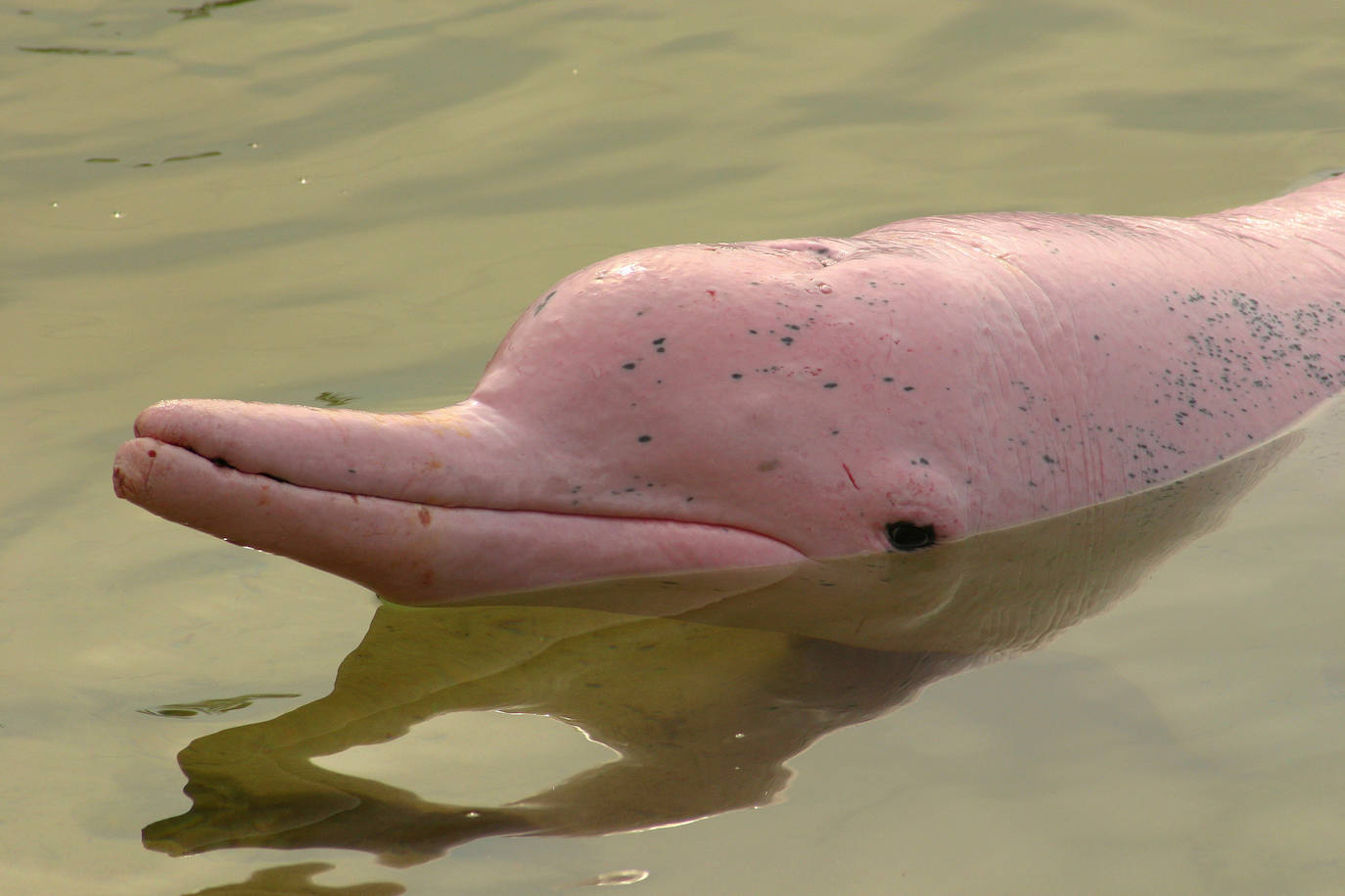 En el caso de los delfines, el albinisno deja en su piel un tono rosado muy peculiar.