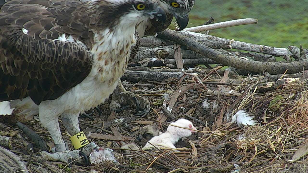 Zuri, como le habían bautizado cariñosamente los espectadores de la webcam que sigue la vida de la pareja de águilas pescadoras de Urdaibai, es, que se tenga conocimiento, el primer pollo albino de esta especie en el mundo. Solo logró sobrevivir tres días, pero su nacimiento ya es historia del Urdaibai Bird Center 