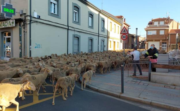 Imagen principal - Cerca de 1.500 ovejas y cabras cruzan San Andrés en su recorrido transhumante hacia la montaña