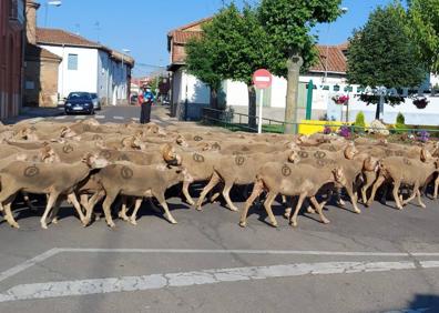 Imagen secundaria 1 - Cerca de 1.500 ovejas y cabras cruzan San Andrés en su recorrido transhumante hacia la montaña