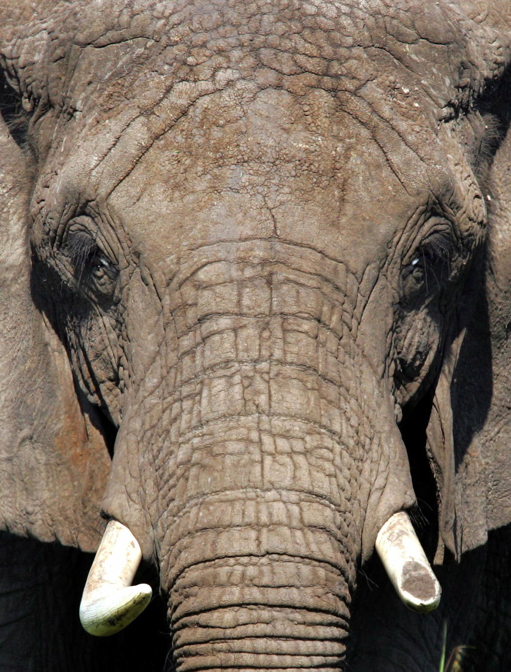 Los elefantes también causan una media de 500 muertes al año entre los seres humanos.