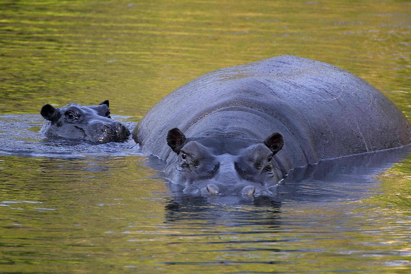 12. Territoriales y con una mala leche importante. Así son los hipopótamos, que causan una media de medio millar de muertos al año. 