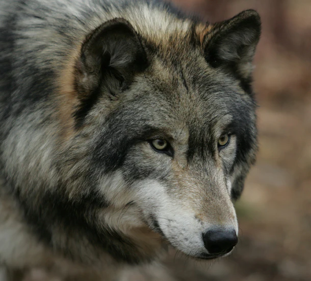 16. Los ataques mortales documentados en el último medio siglo en zonas de Europa, América del Norte y en algunas regiones de India, dejan un promedio de 10 personas fallecidas por ataques de canis lupus al año.