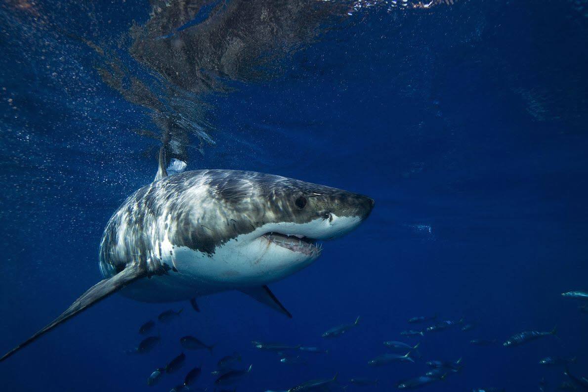 17. La triste realidad es que las personas matan cada año unos 100 millones de tiburones. ¿Quién debería temer a quién? 