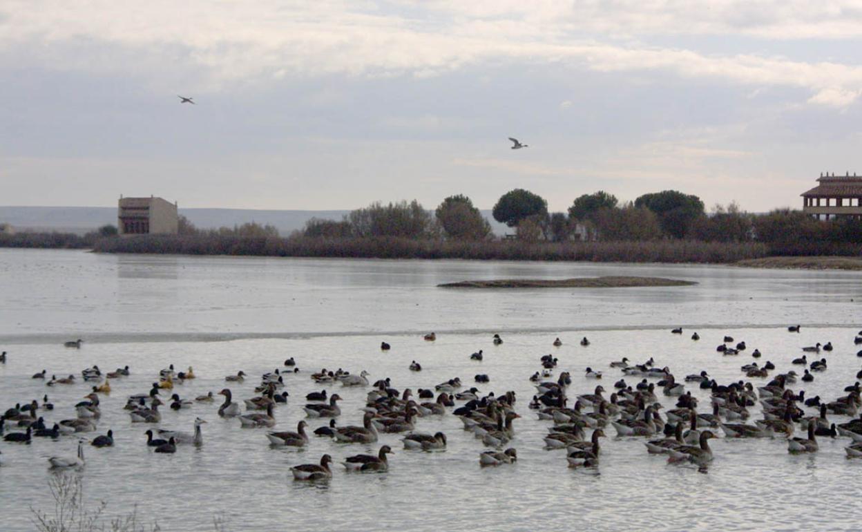 Lagunas de Villafáfila. 