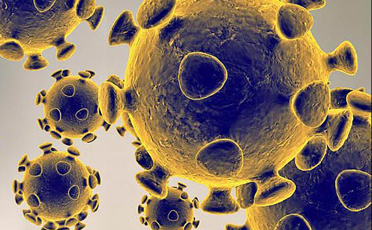 El coronavirus a través del microscopio.