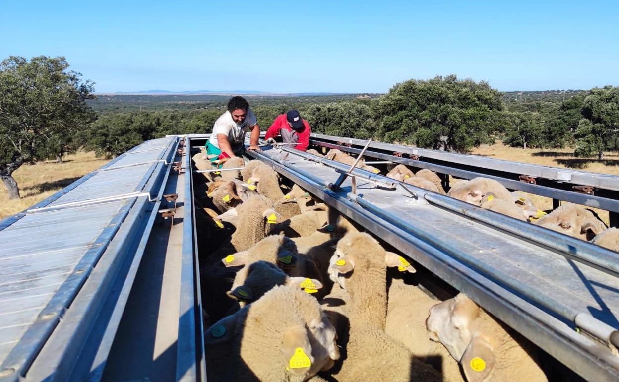 Las ovejas en el momento de ser cargadas en los camiones para el traslado hacia el norte. 