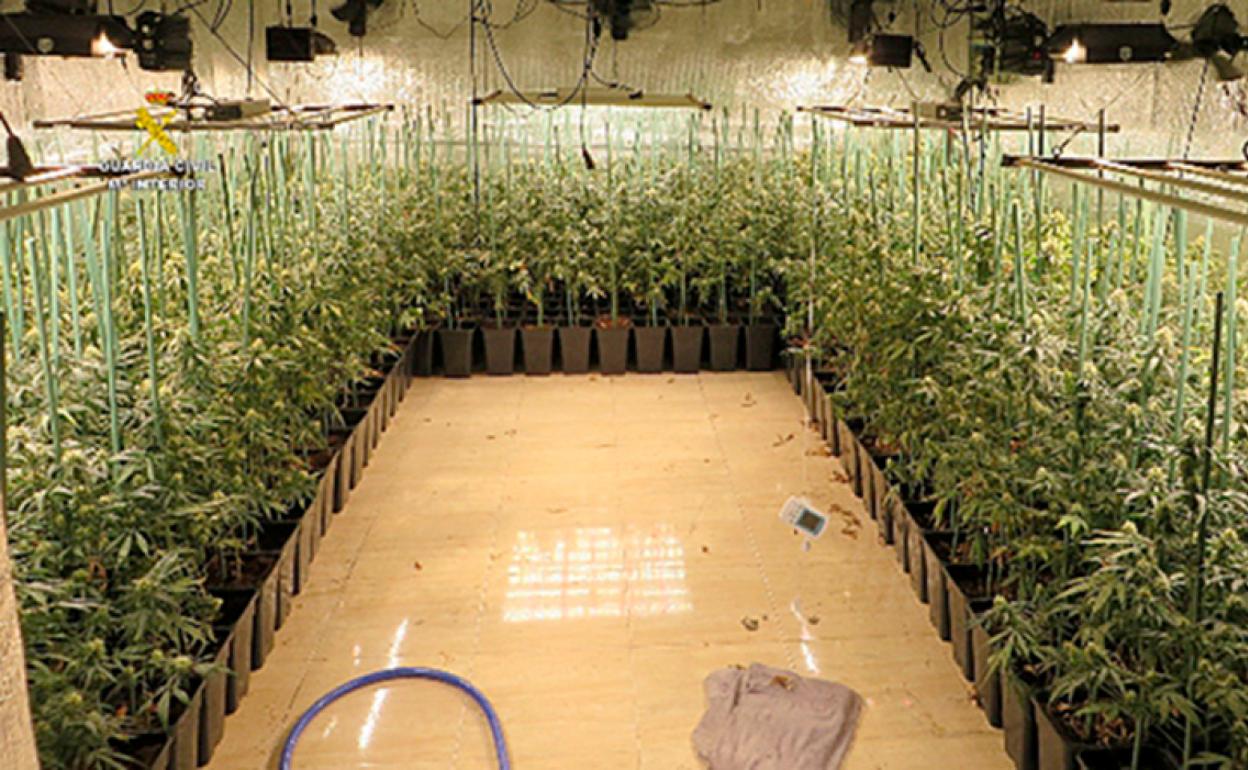 La Guardia Civil desarticula una organización que había creado plantaciones de marihuana en el interior de camiones.