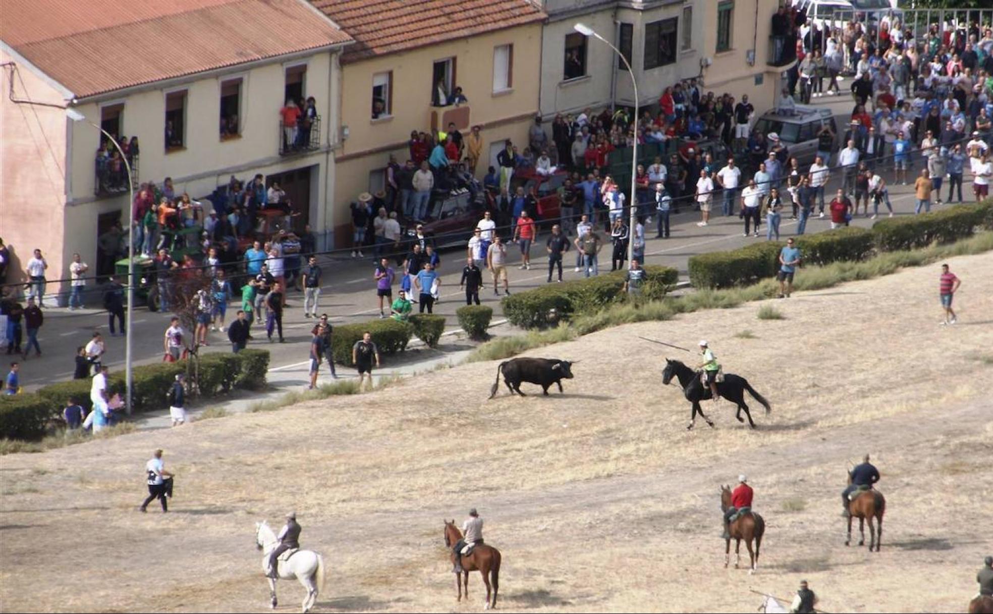 Caballistas, vecinos y aficionados al toro disfrutan de los famosos encierros por el campo en Portillo.