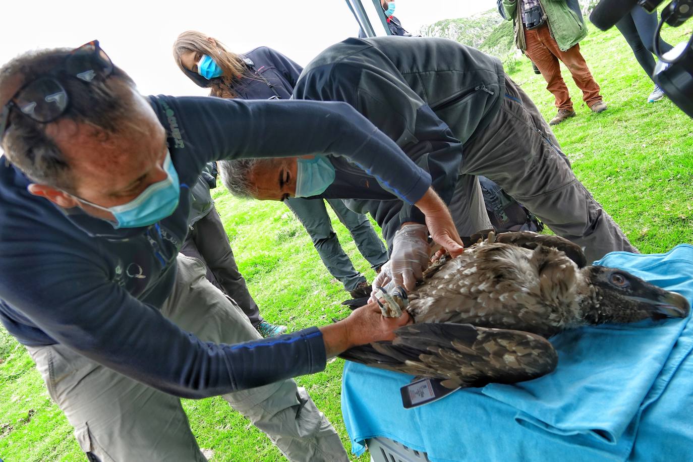 Esta hembra de quebrantahuesos pasará junto a sus compañeras 'Lucía', 'Hanna', 'Aurora' y 'Dries' un último periodo de aclimatación en los jaulones de Picos para ser a continuación liberadas. Nacieron en cautividad y fueron cedidas por el Gobierno de Aragón. La población alcanza ya los treinta ejemplares liberados