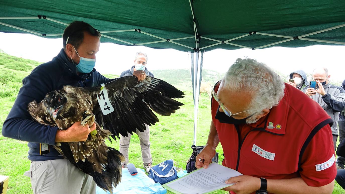 Esta hembra de quebrantahuesos pasará junto a sus compañeras 'Lucía', 'Hanna', 'Aurora' y 'Dries' un último periodo de aclimatación en los jaulones de Picos para ser a continuación liberadas. Nacieron en cautividad y fueron cedidas por el Gobierno de Aragón. La población alcanza ya los treinta ejemplares liberados