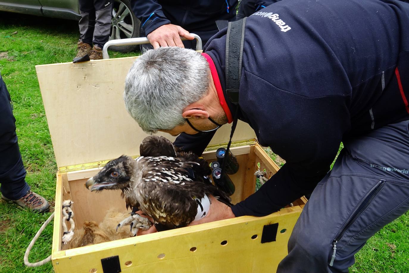 Esta hembra de quebrantahuesos pasará junto a sus compañeras 'Lucía', 'Hanna', 'Aurora' y 'Dries' un último periodo de aclimatación en los jaulones de Picos para ser a continuación liberadas. Nacieron en cautividad y fueron cedidas por el Gobierno de Aragón. La población alcanza ya los treinta ejemplares liberados