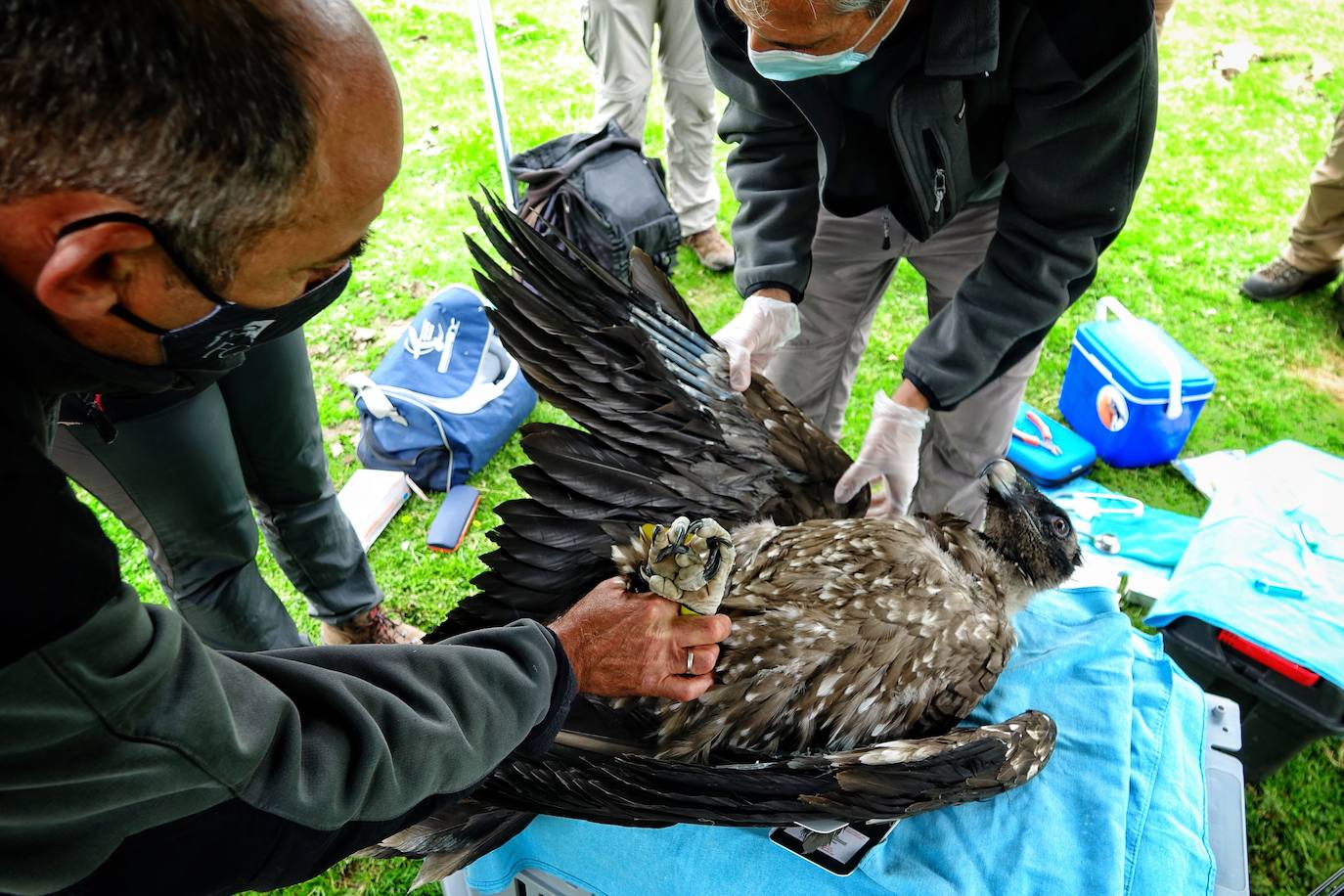 Esta hembra de quebrantahuesos pasará junto a sus compañeras 'Lucía', 'Hanna', 'Aurora' y 'Dries' un último periodo de aclimatación en los jaulones de Picos para ser a continuación liberadas. Nacieron en cautividad y fueron cedidas por el Gobierno de Aragón. La población alcanza ya los treinta ejemplares liberados