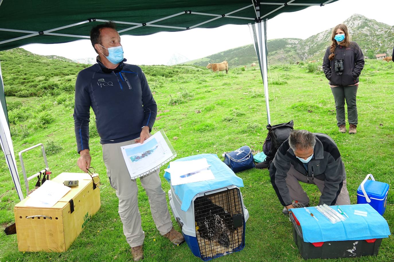 Esta hembra de quebrantahuesos pasará junto a sus compañeras 'Lucía', 'Hanna', 'Aurora' y 'Dries' un último periodo de aclimatación en los jaulones de Picos para ser a continuación liberadas. Nacieron en cautividad y fueron cedidas por el Gobierno de Aragón. La población alcanza ya los treinta ejemplares liberados