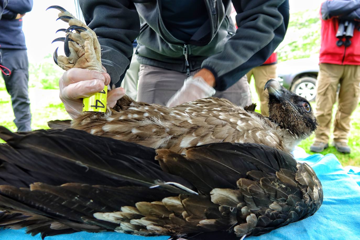 Esta hembra de quebrantahuesos pasará junto a sus compañeras 'Lucía', 'Hanna', 'Aurora' y 'Dries' un último periodo de aclimatación en los jaulones de Picos para ser a continuación liberadas. Nacieron en cautividad y fueron cedidas por el Gobierno de Aragón. La población alcanza ya los treinta ejemplares liberados