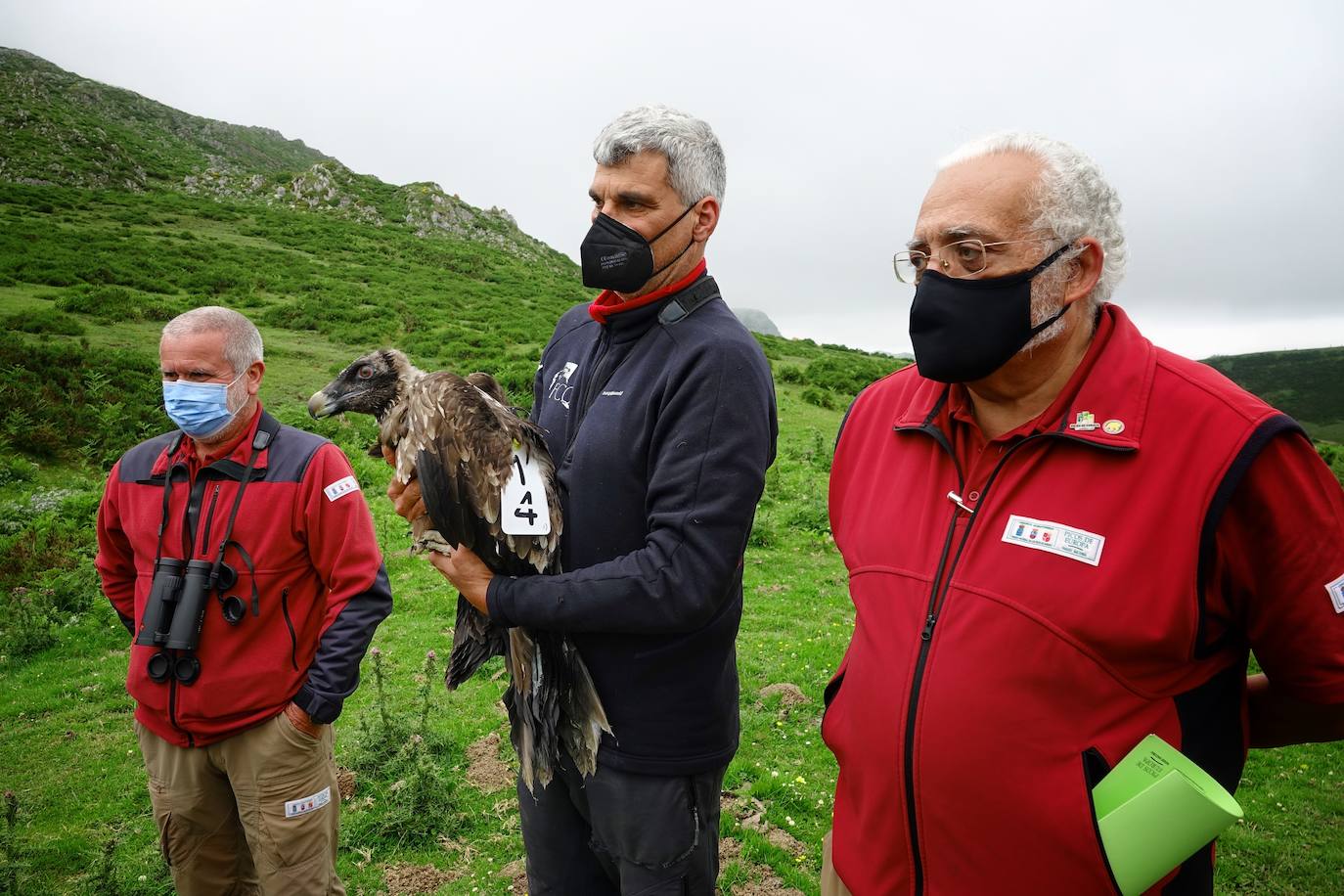 Esta hembra de quebrantahuesos pasará junto a sus compañeras 'Lucía', 'Hanna', 'Aurora' y 'Dries' un último periodo de aclimatación en los jaulones de Picos para ser a continuación liberadas. Nacieron en cautividad y fueron cedidas por el Gobierno de Aragón. La población alcanza ya los treinta ejemplares liberados