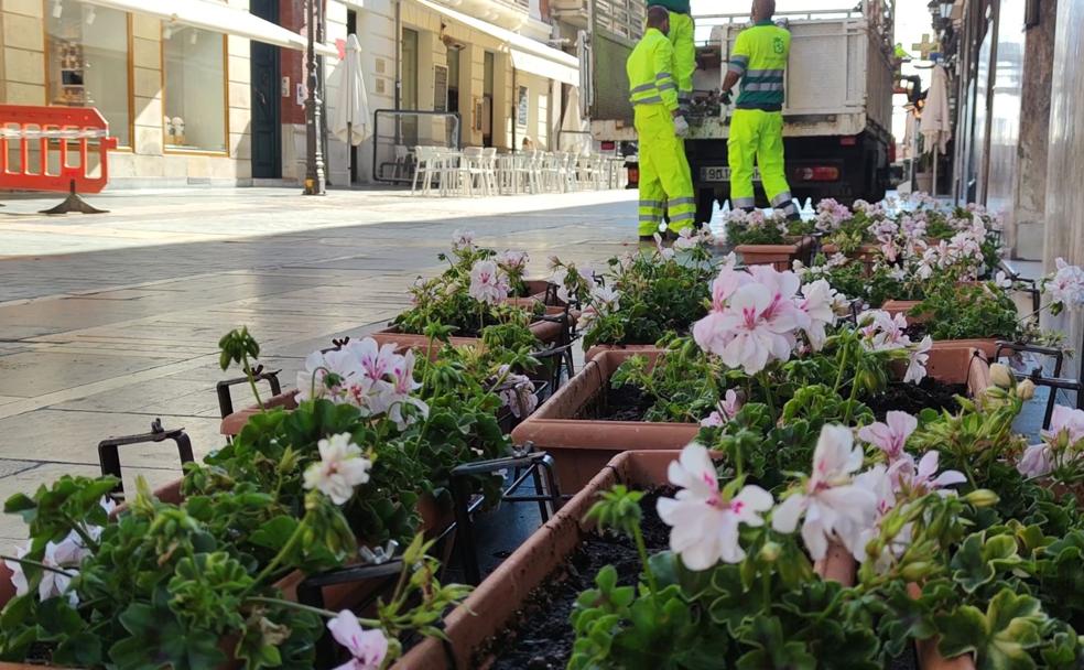 Los jardineros municipales colocan los maceteros de geranios en los balcones de la Calle Ancha.