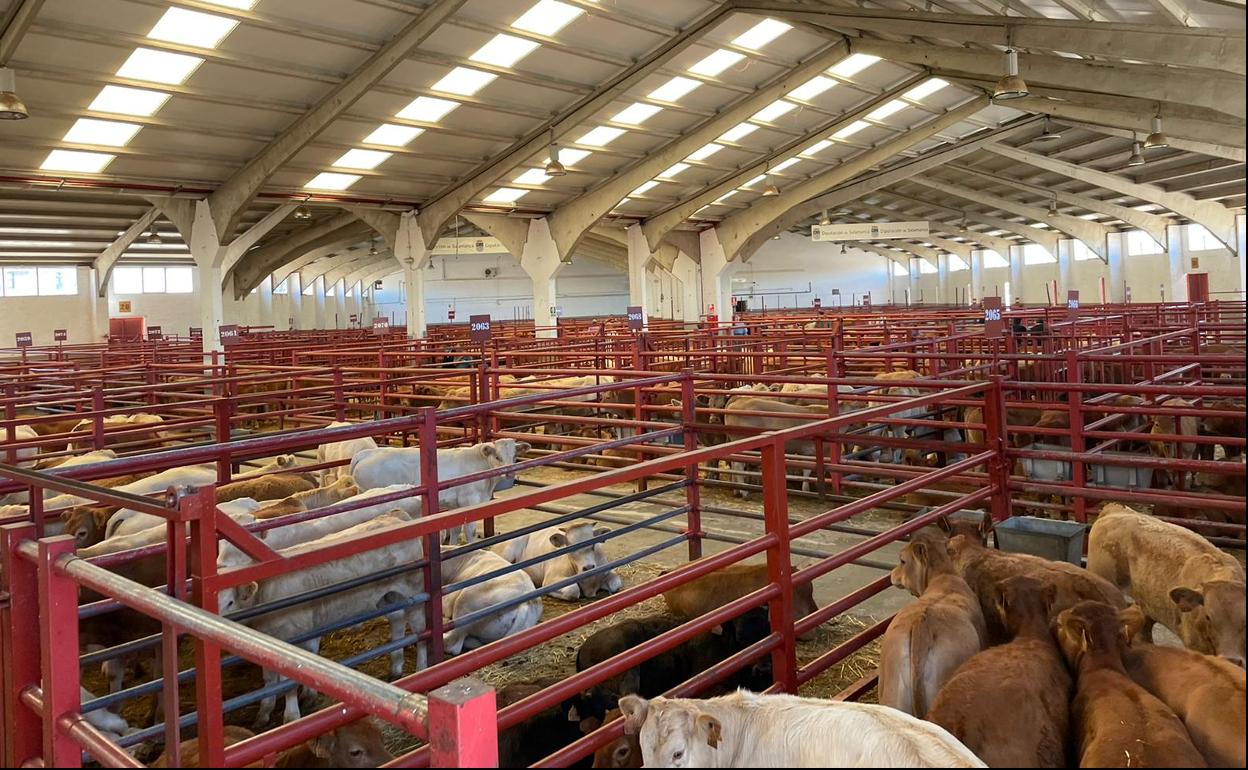 Corrales del mercado de ganados de Salamanca, esta mañana. 