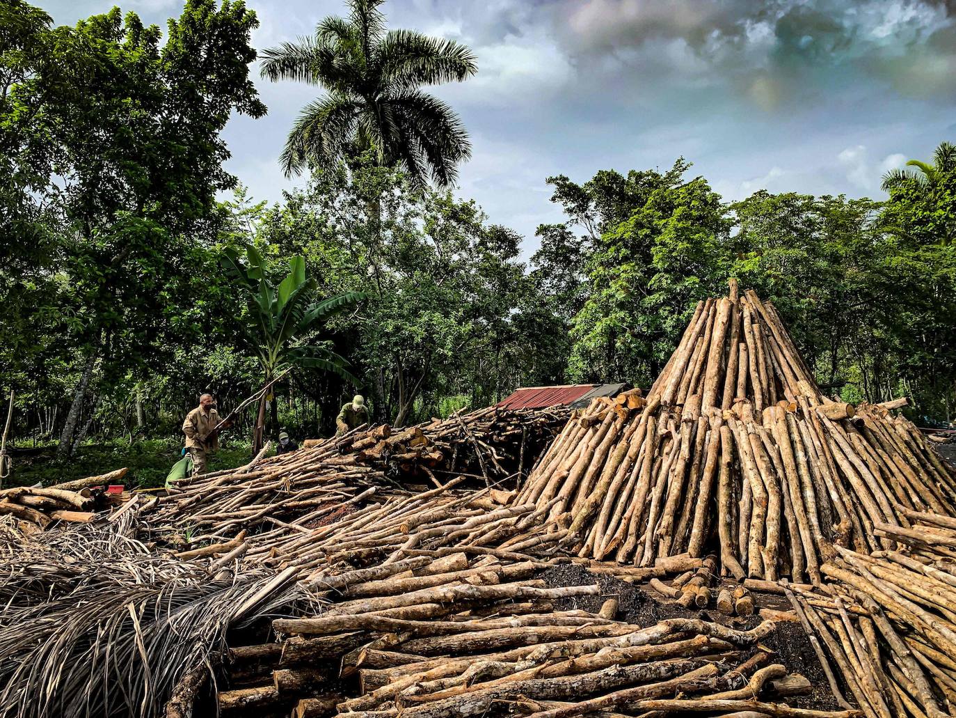 Los campesinos cubanos del Parque Nacional Ciénaga de Zapata, en Cuba, elaboran carbón vegetal con los mismos métodos y utensilios que sus antepasados, pero replantando árboles cortados.