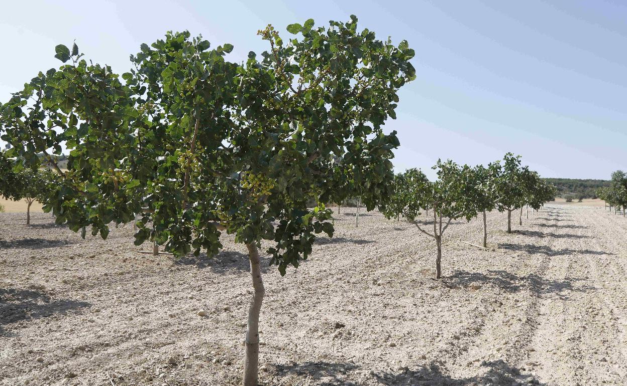 Plantación de pistachos. 