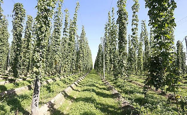 Lúpulos de Calidad presenta las conclusiones de su proyecto para mejorar la sostenibilidad del cultivo