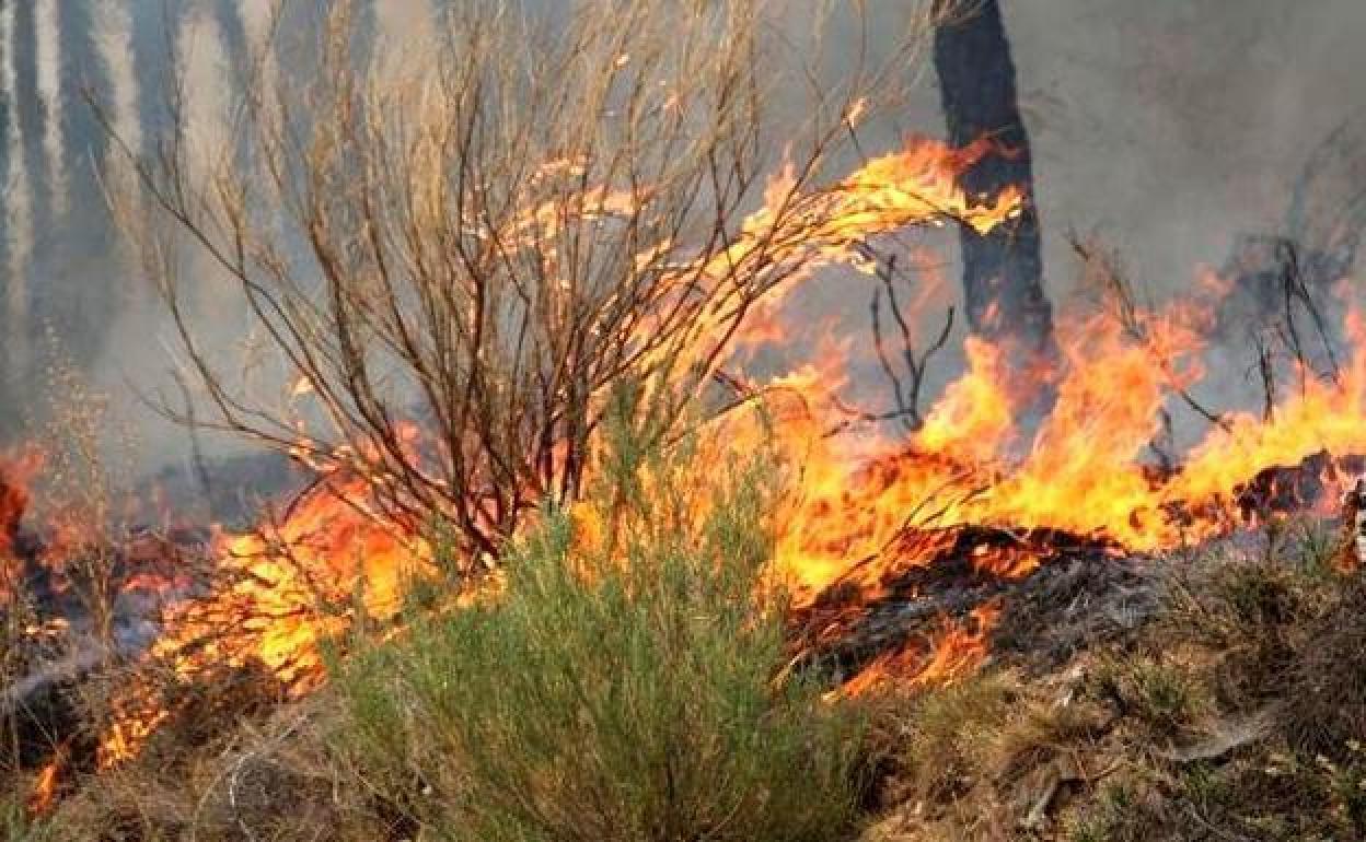 El fuego de Grajal acabó con ocho hectáreas quemadas.