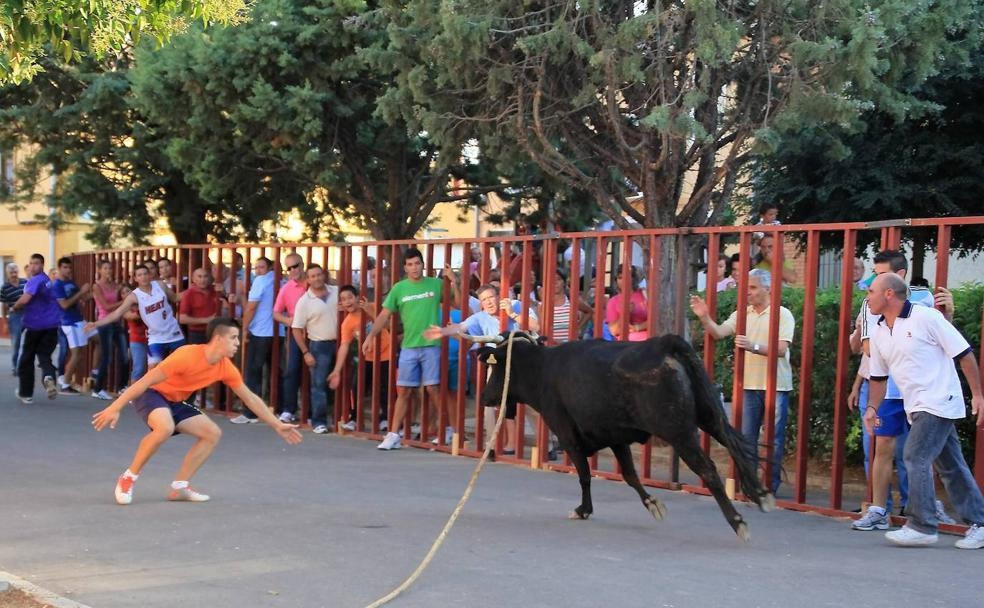 Un joven cita a una vaca enmaromada en Villafrechós.