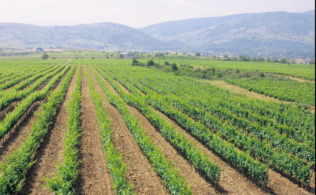 Viñedos en la DO Bierzo.