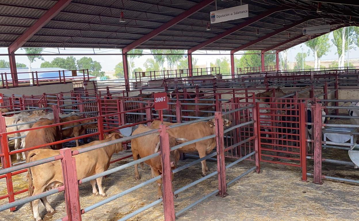 Uno de los corrales del Mercado de Salamanca durante este lunes, 26 de julio.